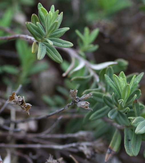 Pflanzenbild gross Berg-Gamander - Teucrium montanum