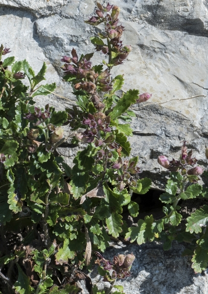 Pflanzenbild gross Edel-Gamander - Teucrium chamaedrys