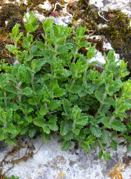 Pflanzenbild gross Edel-Gamander - Teucrium chamaedrys