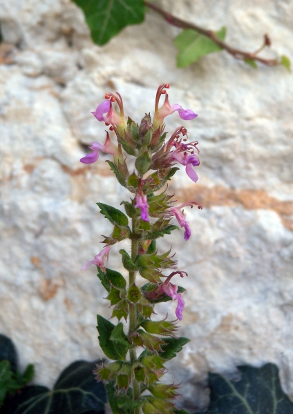 Pflanzenbild gross Edel-Gamander - Teucrium chamaedrys