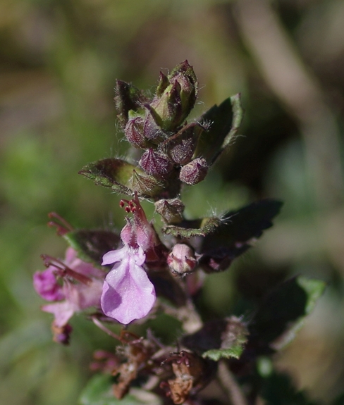 Pflanzenbild gross Edel-Gamander - Teucrium chamaedrys
