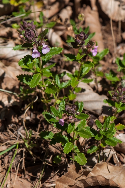 Pflanzenbild gross Edel-Gamander - Teucrium chamaedrys