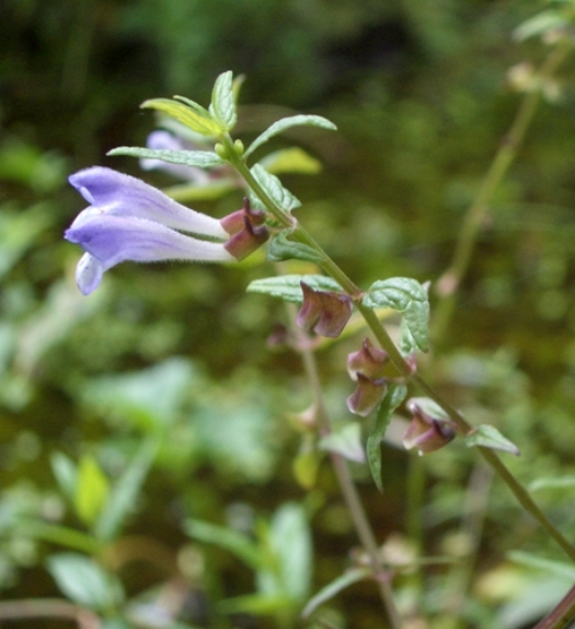 Pflanzenbild gross Sumpf-Helmkraut - Scutellaria galericulata