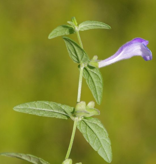 Pflanzenbild gross Sumpf-Helmkraut - Scutellaria galericulata
