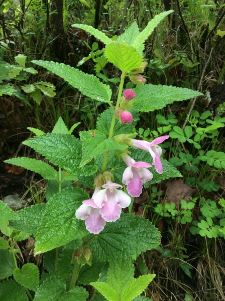 Pflanzenbild gross Immenblatt - Melittis melissophyllum