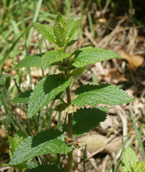 Pflanzenbild gross Immenblatt - Melittis melissophyllum