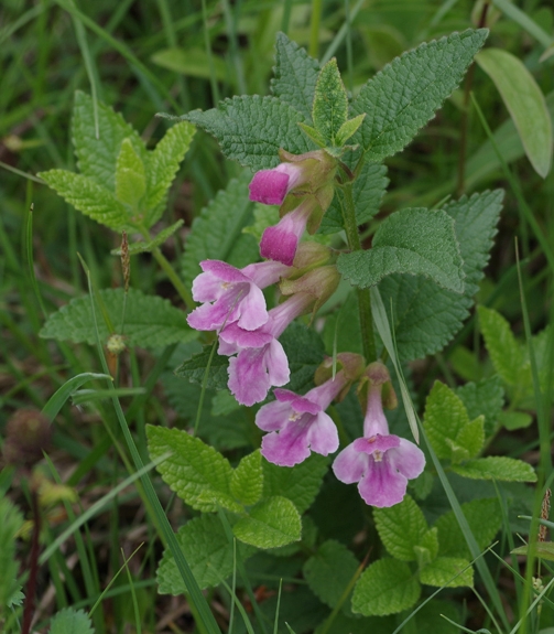 Pflanzenbild gross Immenblatt - Melittis melissophyllum