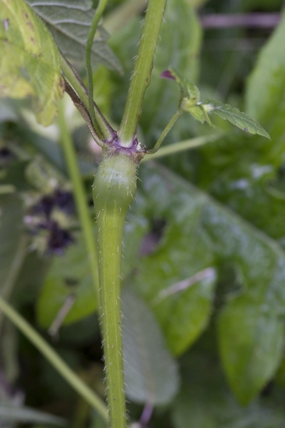 Pflanzenbild gross Stechender Hohlzahn - Galeopsis tetrahit