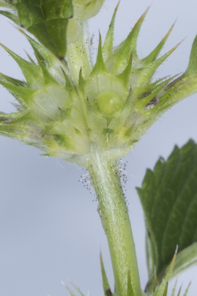 Pflanzenbild gross Stechender Hohlzahn - Galeopsis tetrahit