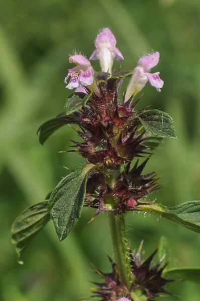 Pflanzenbild gross Stechender Hohlzahn - Galeopsis tetrahit