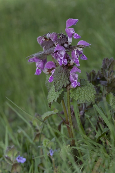 Pflanzenbild gross Gefleckte Taubnessel - Lamium maculatum