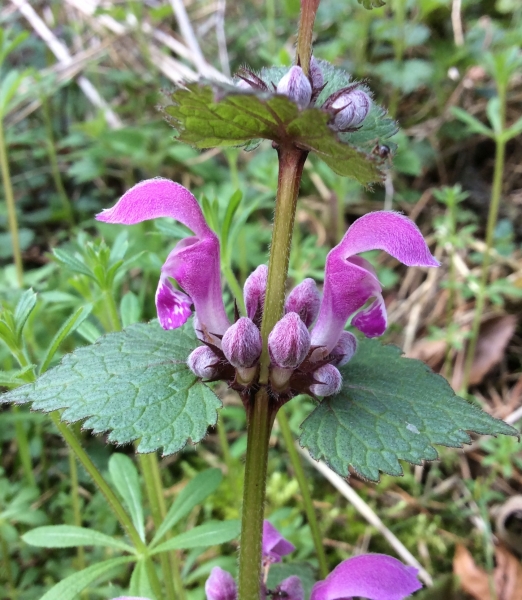 Pflanzenbild gross Gefleckte Taubnessel - Lamium maculatum
