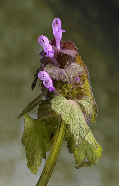 Pflanzenbild gross Acker-Taubnessel - Lamium purpureum