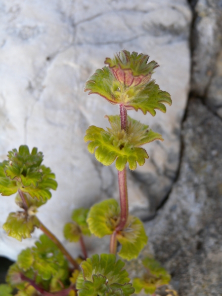 Pflanzenbild gross Stängelumfassende Taubnessel - Lamium amplexicaule
