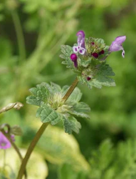 Pflanzenbild gross Stängelumfassende Taubnessel - Lamium amplexicaule