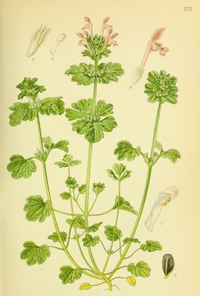 Pflanzenbild gross Stängelumfassende Taubnessel - Lamium amplexicaule
