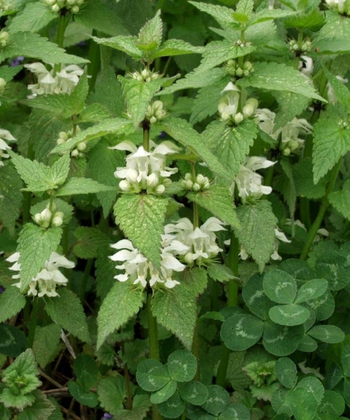 Pflanzenbild gross Weisse Taubnessel - Lamium album
