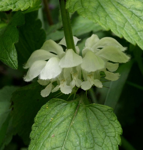 Pflanzenbild gross Weisse Taubnessel - Lamium album