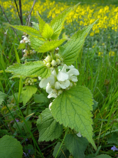 Pflanzenbild gross Weisse Taubnessel - Lamium album