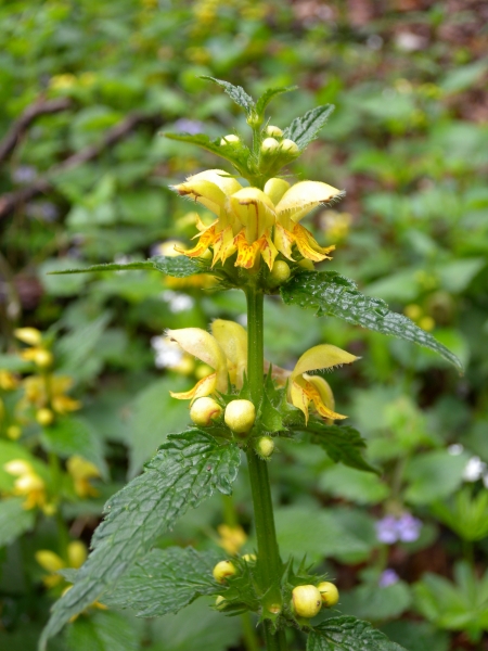 Pflanzenbild gross Goldnessel - Lamium galeobdolon