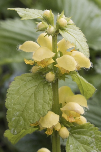 Pflanzenbild gross Goldnessel - Lamium galeobdolon