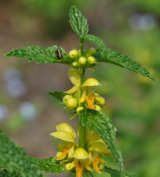 Pflanzenbild gross Goldnessel - Lamium galeobdolon
