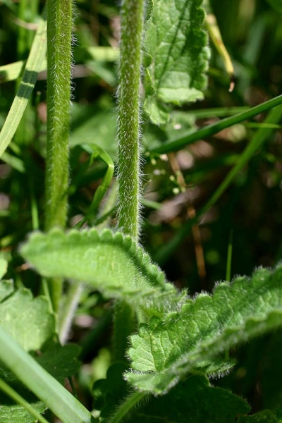 Pflanzenbild gross Alpen-Betonie - Stachys pradica