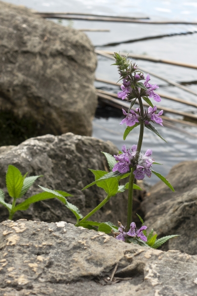 Pflanzenbild gross Sumpf-Ziest - Stachys palustris