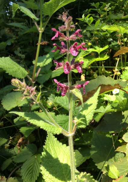 Pflanzenbild gross Wald-Ziest - Stachys sylvatica