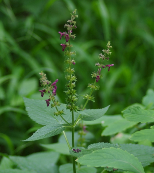 Pflanzenbild gross Wald-Ziest - Stachys sylvatica