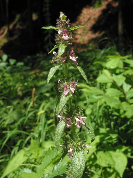 Pflanzenbild gross Alpen-Ziest - Stachys alpina