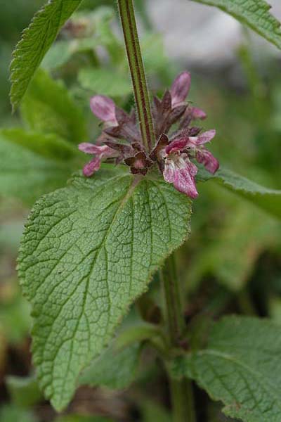 Pflanzenbild gross Alpen-Ziest - Stachys alpina