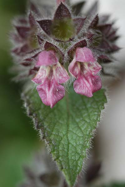 Pflanzenbild gross Alpen-Ziest - Stachys alpina