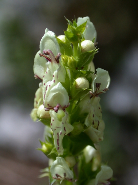 Pflanzenbild gross Aufrechter Ziest - Stachys recta