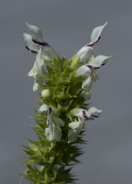 Pflanzenbild gross Aufrechter Ziest - Stachys recta