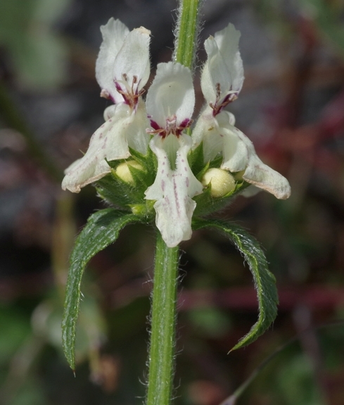 Pflanzenbild gross Aufrechter Ziest - Stachys recta