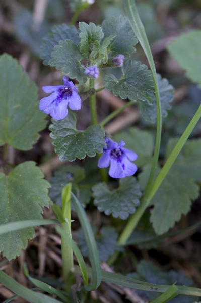 Pflanzenbild gross Gundelrebe - Glechoma hederacea