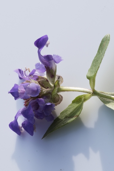 Pflanzenbild gross Grosse Brunelle - Prunella grandiflora