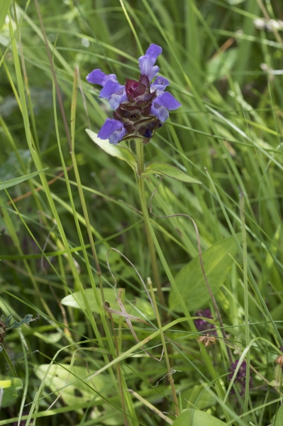 Pflanzenbild gross Grosse Brunelle - Prunella grandiflora