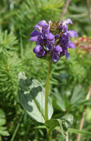 Pflanzenbild gross Grosse Brunelle - Prunella grandiflora