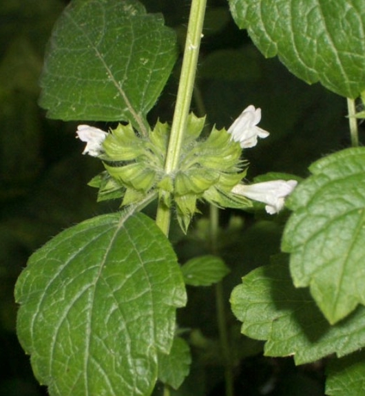 Pflanzenbild gross Zitronen-Melisse - Melissa officinalis