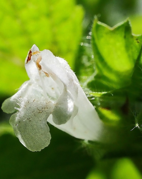 Pflanzenbild gross Zitronen-Melisse - Melissa officinalis