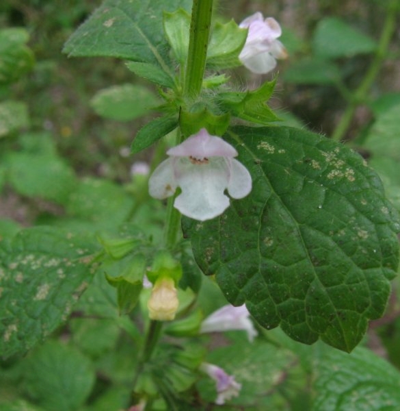 Pflanzenbild gross Zitronen-Melisse - Melissa officinalis