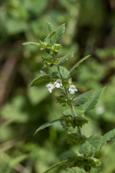 Pflanzenbild gross Zitronen-Melisse - Melissa officinalis