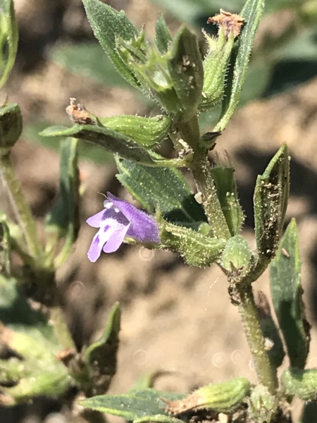 Pflanzenbild gross Feld-Steinquendel - Acinos arvensis