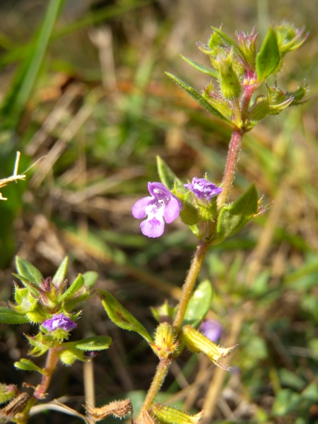 Pflanzenbild gross Feld-Steinquendel - Acinos arvensis