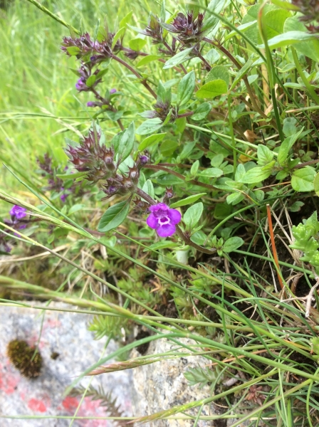 Pflanzenbild gross Alpen-Steinquendel - Acinos alpinus