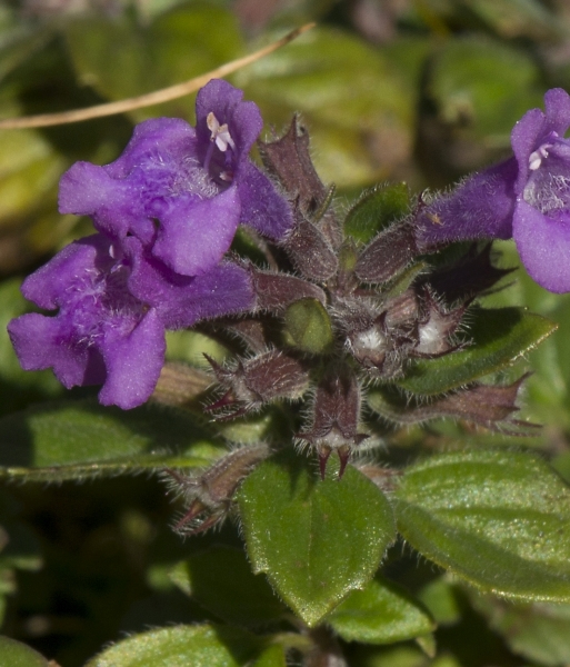 Pflanzenbild gross Alpen-Steinquendel - Acinos alpinus