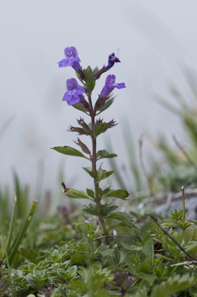 Pflanzenbild gross Alpen-Steinquendel - Acinos alpinus