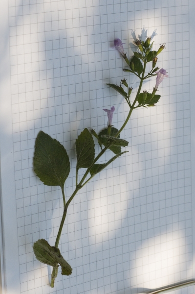 Pflanzenbild gross Wald-Bergminze - Calamintha menthifolia